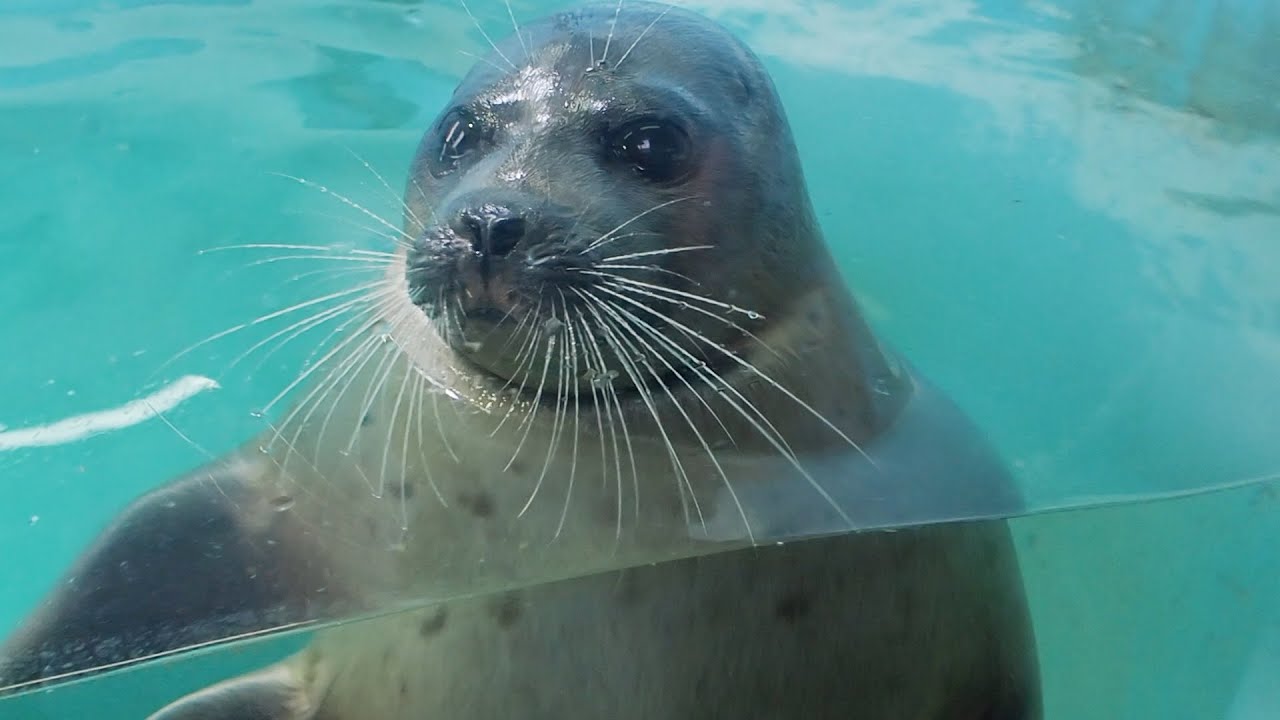小樽でのご機嫌な暮らしのワモンアザラシのミゾレちゃん