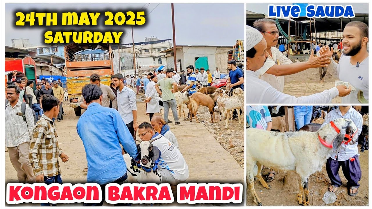 Kalyan KONGAON Bakra Mandi Live Update 24 May 2025 |
