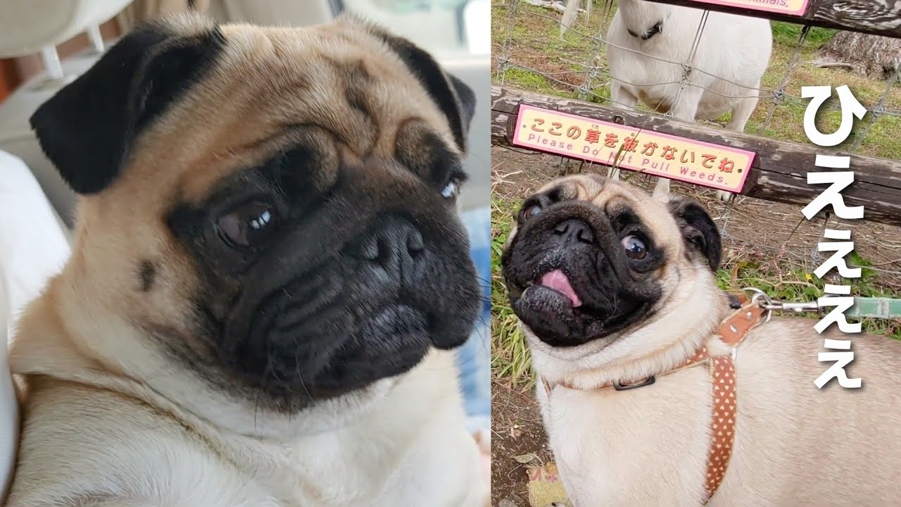 【悲報】マザー牧場に到着しワクワクだったパグ→初っ端ヤギに突進され即退散