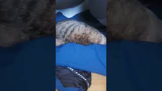 Cat woken from nap #shortsvideo #kittens #youtubeshorts
Follow me on https://www.KICK.com/Tycen Please watch: The Most Exciting FREE AI Tool You Need To Try in 2025!
https://www.youtube.com/watch?v=SSEp91Fa5Qs ~
Waking my cat Nala up from a nap Cat woken from nap #shortsvideo #kittens #youtubeshorts