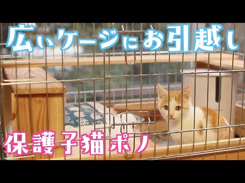 大きなケージに引っ越した子猫の反応がこちらですw