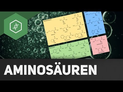 Video: Aus wie vielen Aminosäuren besteht ein Protein?