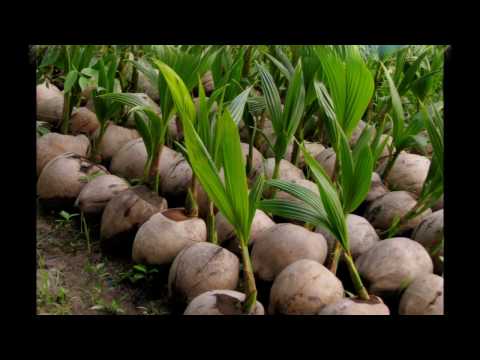 Wideo: Jak i gdzie rosną kokosy?