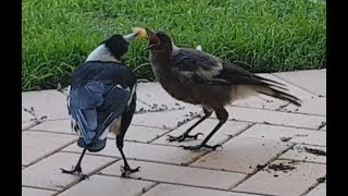 Father magpie feeding baby