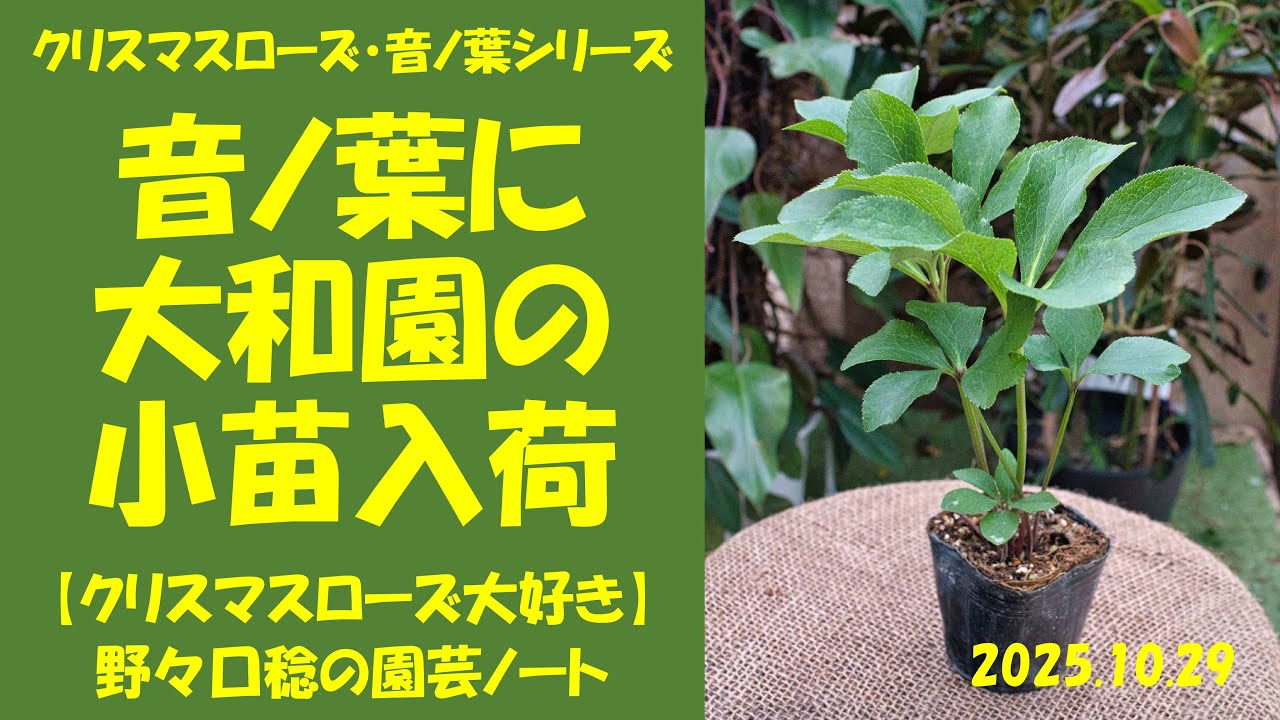 2025.10.29 Yamatoen seedlings arrive at Otonoha - YouTube