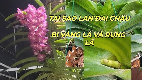 TẠI SAO LAN ĐAI CHÂU BỊ VÀNG LÁ RỤNG LÁ VÀ CÁCH CHĂM SÓC - AN NAM ( NAM XE LĂN )