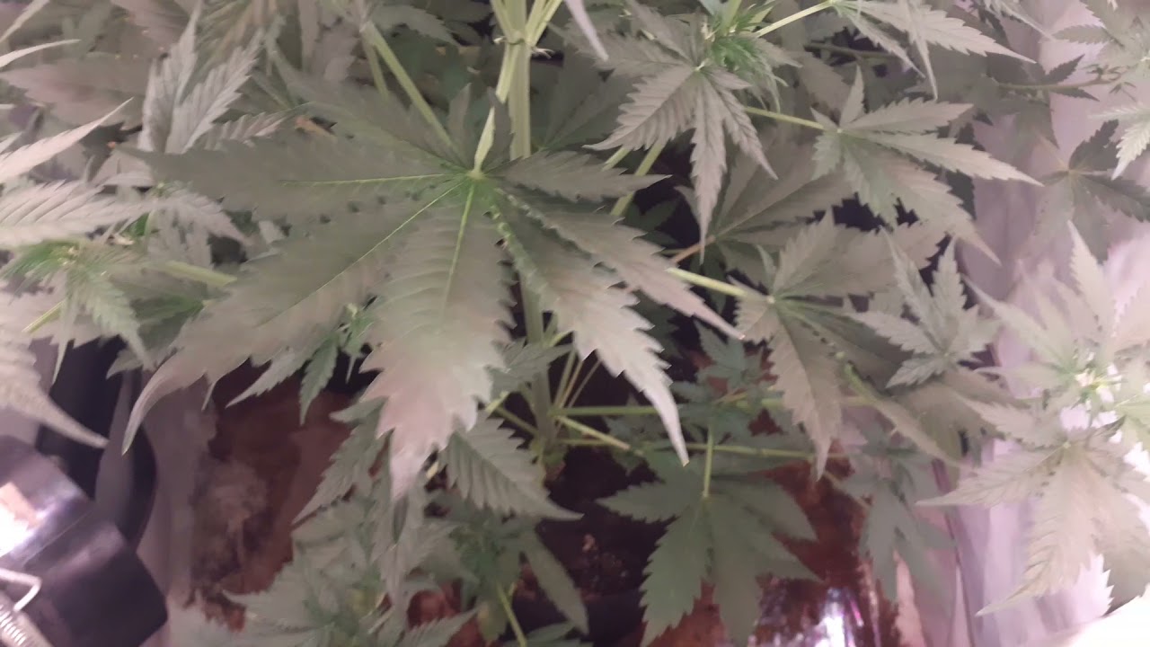 Segumiento Mohan Ram 8 días de flora con orbiter mars grow sl 80w