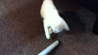 Kitten smacks vacuum by Melany Klohoker 859 views 10 years ago 1 minute, 26 seconds