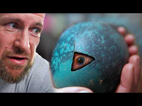 We Tried to Hatch the Rarest Emu Egg