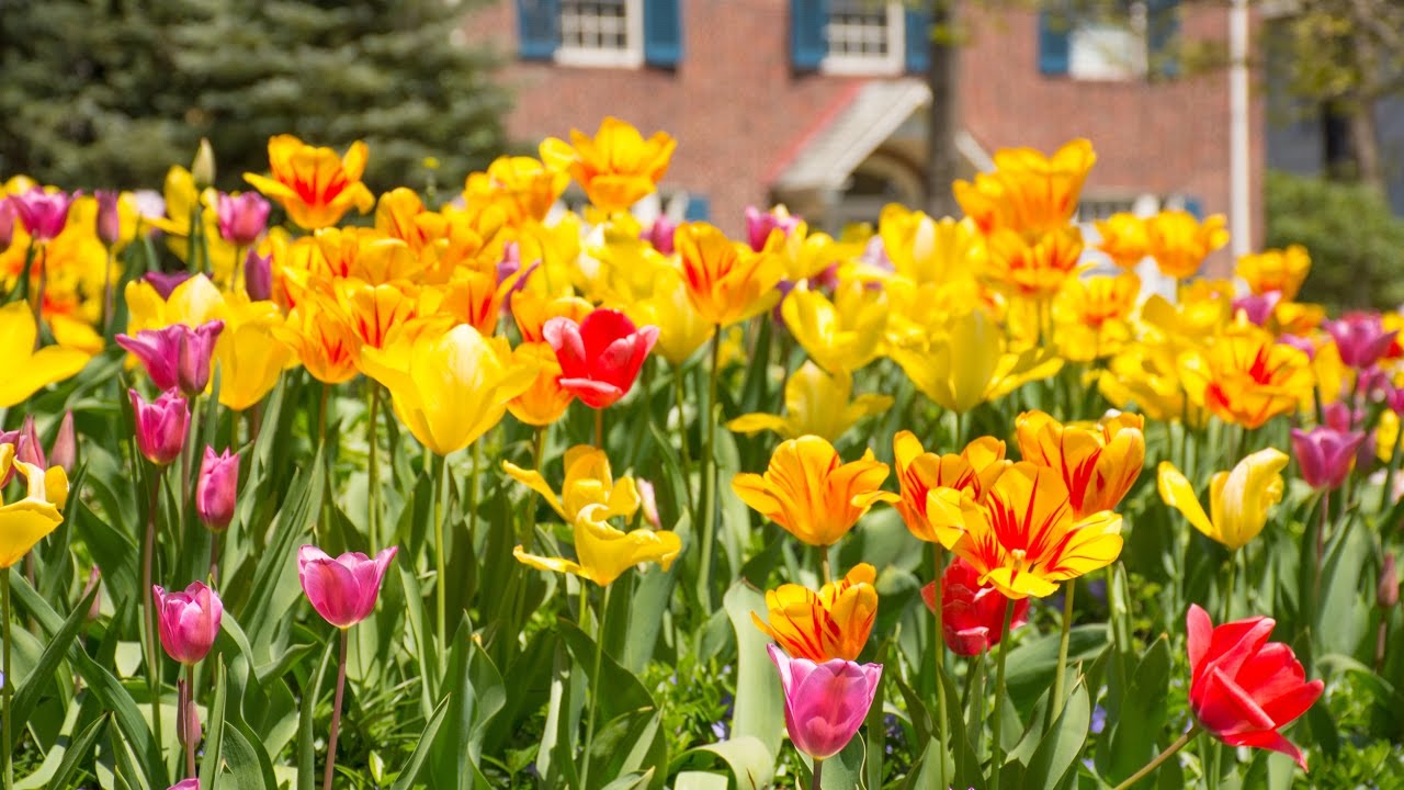 80 000 Tulips Sherwood Gardens In Baltimore City Youtube