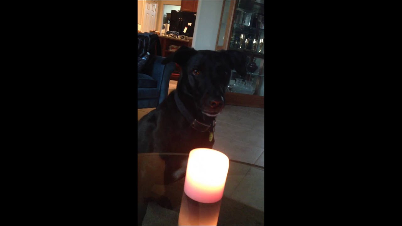 Dog puts out candle by barking YouTube