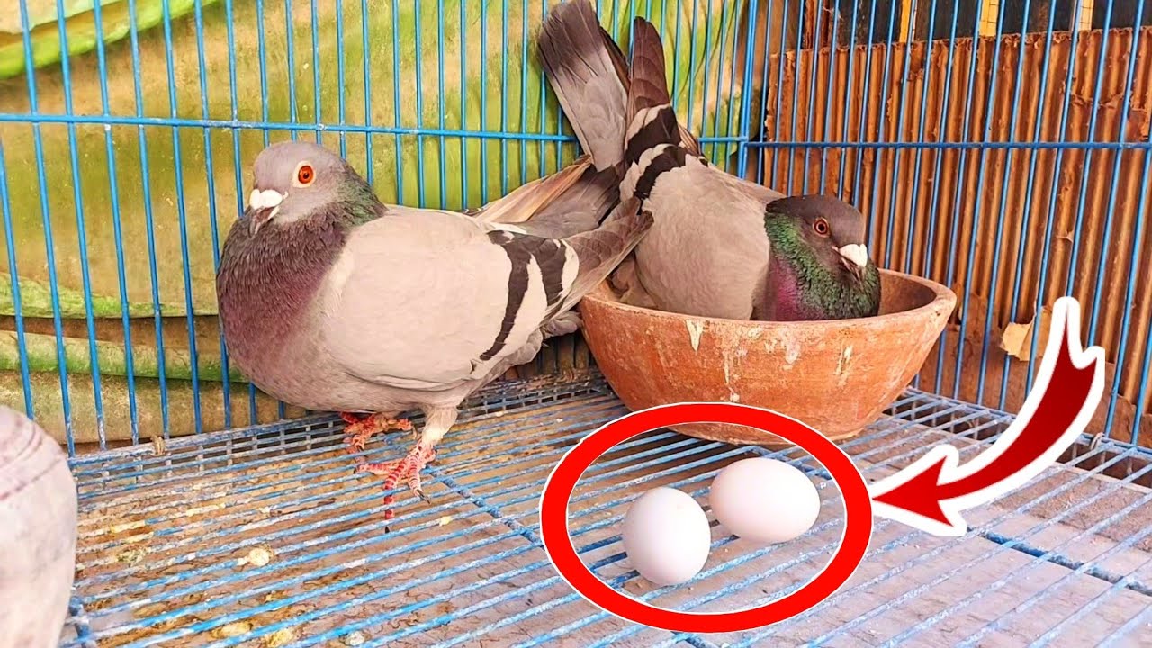 كنت هرمي بيض حمام التحضين ولما فقس لقيت مفاجئه