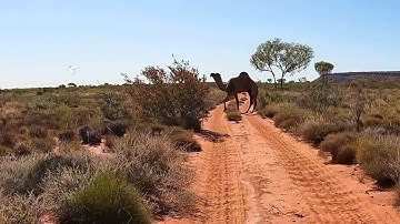 CSR_40a | Camel (720 crop)