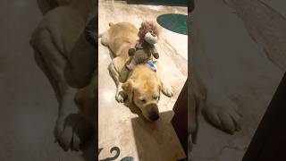 Dua Lipa With Da Baby Dogs Are So Cute