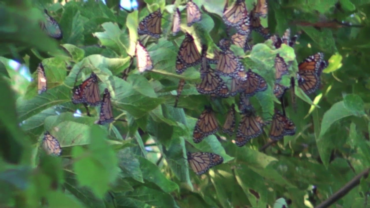 Monarch Migration Point Pelee, Canada, Sept. 29, 2017 YouTube