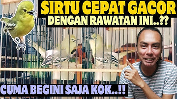 CUMA BEGINI SAJA KOK ⁉️ SIRTU JADI CEPAT GACOR DENGAN RAWATAN INI || Cara Merawat Sirtu/Cipoh/Sirpu