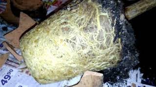 Dracaena marginata  - ( Dračinec ) - Přesazení do většího květináče- Ep.1/2