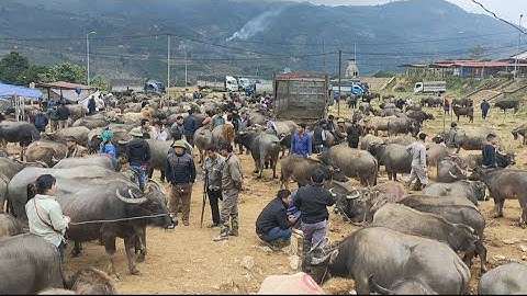 Ngày 16/2/2024 Cập nhật chợ trâu cốc ly bắc hà lào cai mới nhất