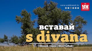 Вставай s divana! Шокай-терек (Чингирлау). Выпуск - 02 - Лукпан АХМЕДЬЯРОВ