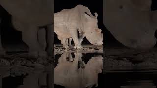 Gecenin Karanliginda Su Icen Gergedan