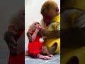 Monkey shares lollipop when he meets his little sister again #cutemonkey #monkeybaby