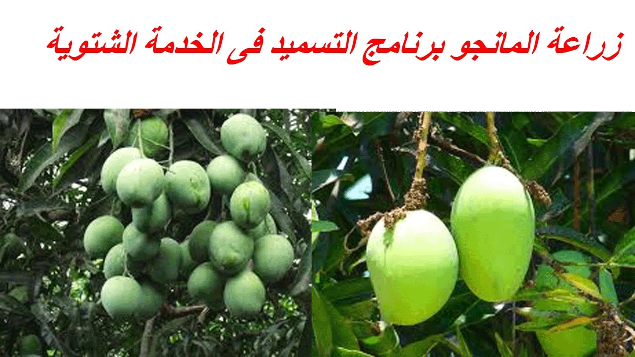 زراعة المانجو برنامج التسميد فى الخدمة الشتوية فى الاراضى الرملية رى تنقيط