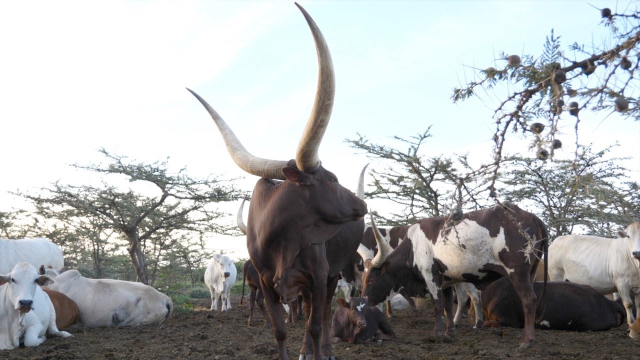How Are You Doing Ankole Cattle Boran Cattle アンコーレ牛 ボラン牛 Kenya Doc 景 Youtube