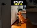 毎日、午後2時に待ち続けた犬