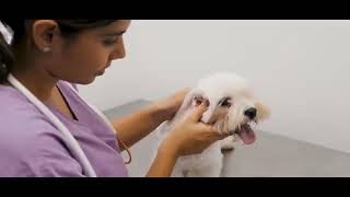 At Premier Pups We Work Exclusively With Responsible Breeders