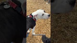 Senior dogs, pit bulls and fostering: DMV animal shelters flag what help animals need now | NBC4