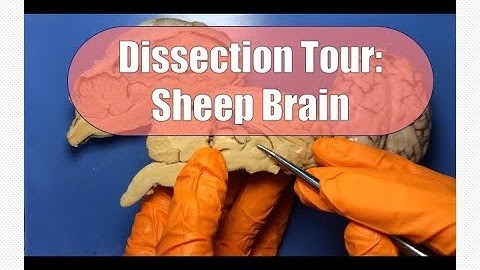 Sheep Brain Dissection