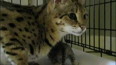 Watch the video about F1 Savannah queen with F2 Savannah kitten
