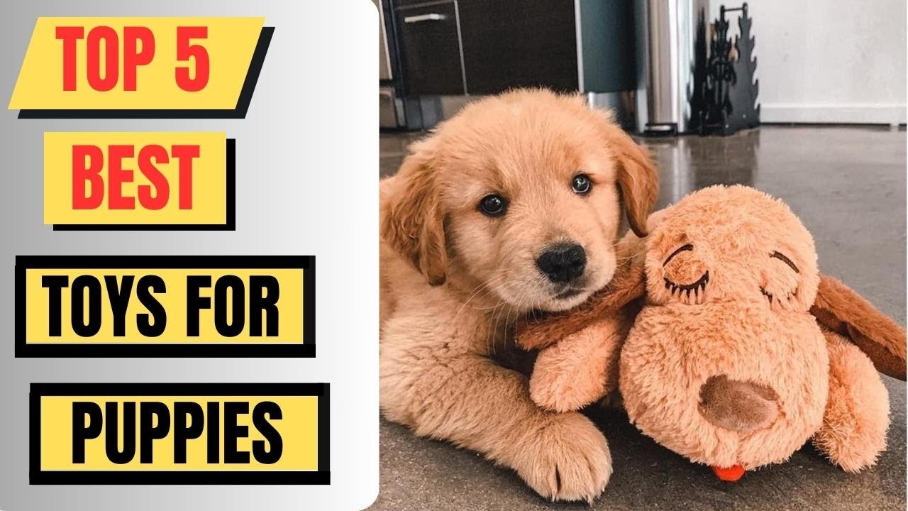 Top 5 Best Toys For Puppies 2023 Puppy Toys YouTube