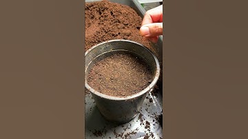 When to grow celery from seed