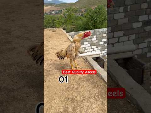 Beat Quality Aseel Roosters Crowing🐓| Part 3 #shorts #youtubeshorts #viral #rooster #ayam