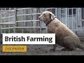 British Farming | 12 Months On A UK Farm: December