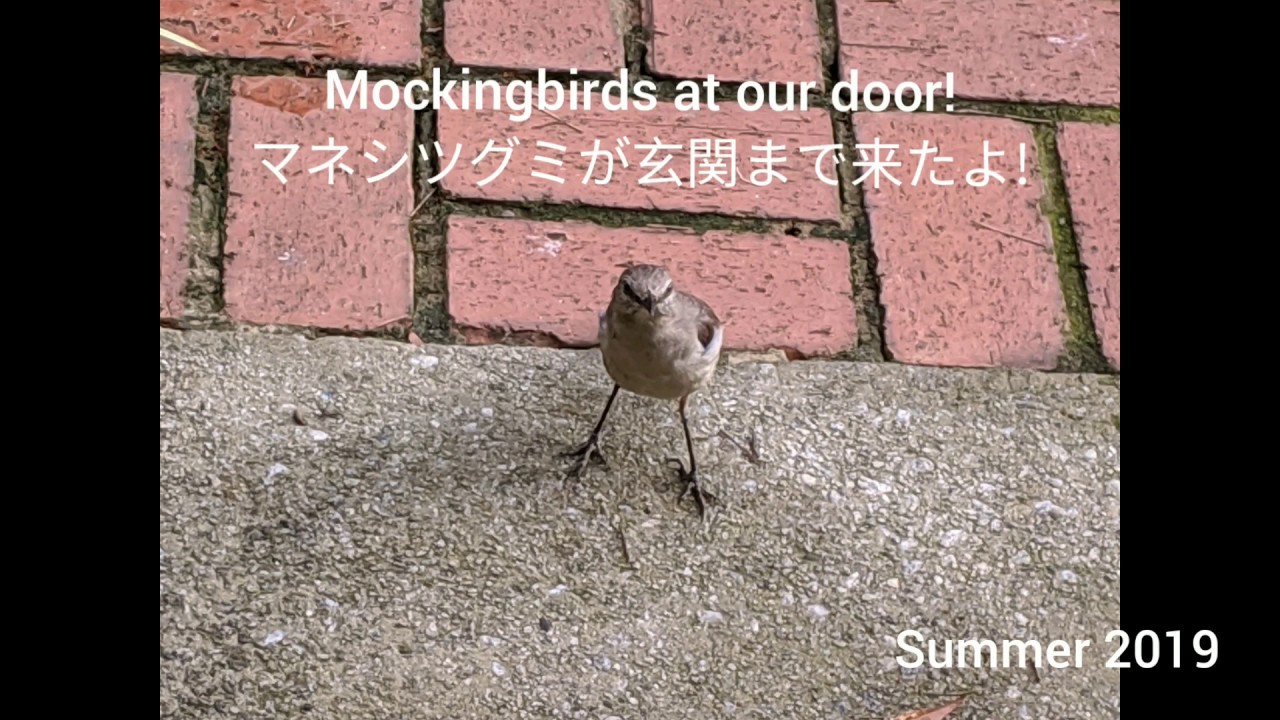 Mockingbirds At Our Door 常連さんの鳥さんたち モッキングバード マネシツグミ が玄関まで来たよ Youtube Mockingbirds At Our Door 常連さんの鳥さんたち モッキングバード マネシツグミ が玄関まで来たよ Youtube