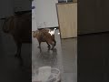 Capibaras deambulan en oficinas de gobierno