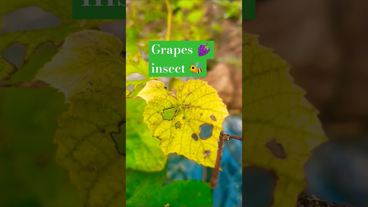 Grapes insect 🐝 attack 😔