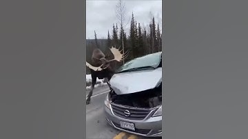 Moose Charges a Car, Damaging the Vehicle #Wildlife #Shorts