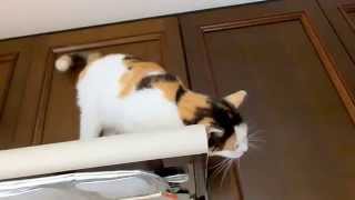 ソフトな鳴き声の猫  Meow meow screenshot 5