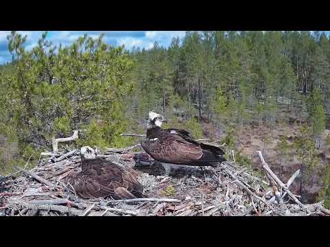 Video: Sähköliittimet: lyhyt kuvaus