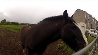 Horse Eats Apple