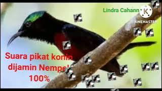 Suara Pikat konin dan burcil dijamin Nempel 100%