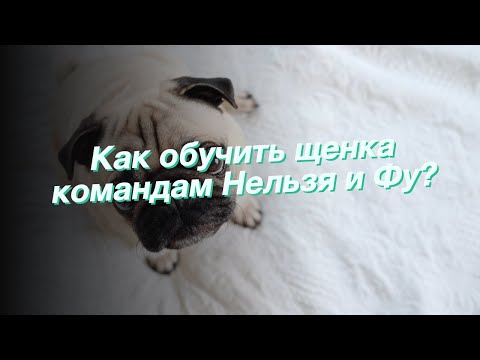 Как обучить щенка командам Нельзя и Фу?
