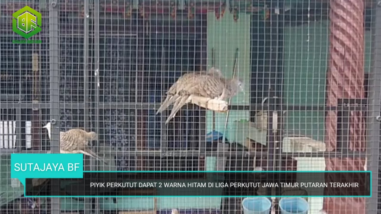 Suara Piyik Perkutut Dapat 2 Warna Hitam Di LIGA PERKUTUT JAWA TIMUR 