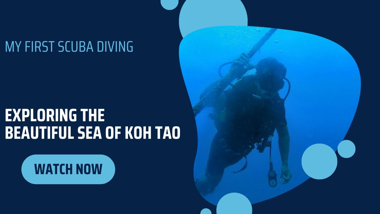Exploring The Sea of Koh TaoSEA LIFE SCUBA DIVING PARADISE OF