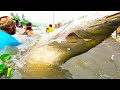 Amazing Big Boiled Fish Hunting With Polo   Best Big Carrot Fish Catching