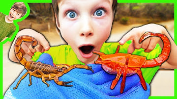 REAL SCORPION vs. HexBug SCORPION!