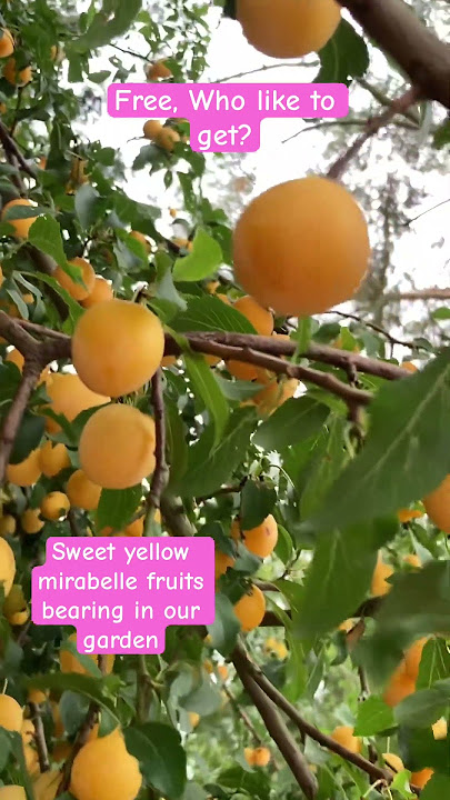 Fruits bearing tree, who like to get #sweet #fruits #shortsfeed #shortviral #shortsfeed